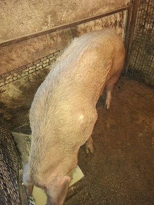 Vând porci de carne  - imagine 2