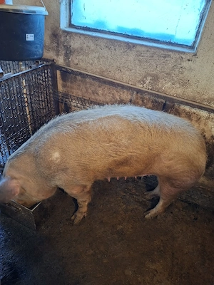 Vând porci de carne 