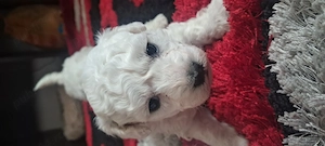 Vand pui de bichon maltez  - imagine 4
