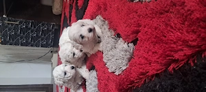 Vand pui de bichon maltez