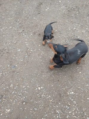 vînd catei tekel primul vacin deperazitati 10 saptamăni 250 lei bucata 