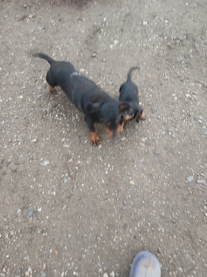 vînd catei tekel primul vacin deperazitati 10 saptamăni 250 lei bucata  - imagine 2