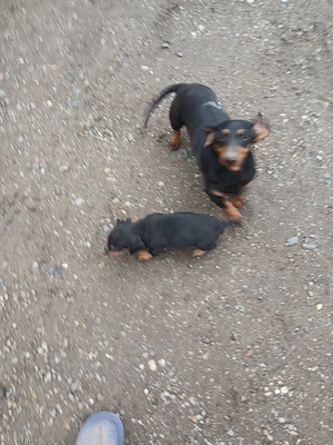 vînd catei tekel primul vacin deperazitati 10 saptamăni 250 lei bucata  - imagine 3