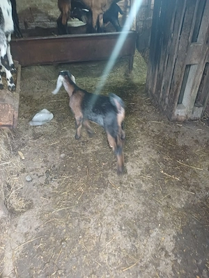 Vând tapisor 75%agronubian vârsta o lună preț 100euro  - imagine 3