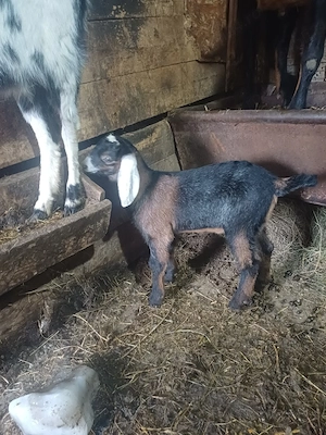 Vând tapisor 75%agronubian vârsta o lună preț 100euro  - imagine 4