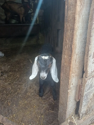 Vând tapisor 75%agronubian vârsta o lună preț 100euro  - imagine 2