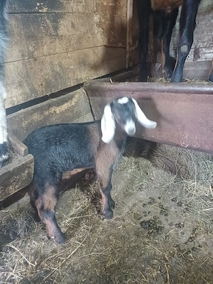 Vând tapisor 75%agronubian vârsta o lună preț 100euro  - imagine 5