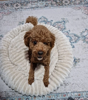 Cavapoo adorabil, 1 an