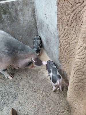 purcei duroc si pietrain de vanzare - imagine 4