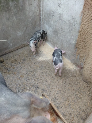 purcei duroc si pietrain de vanzare - imagine 5