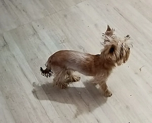 Yorkshire terrier golld foarte mic 6 luni