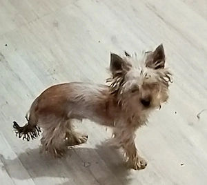 Yorkshire terrier golld foarte mic 4 luni jumate 