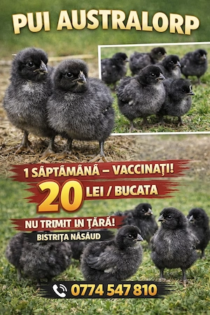 Puii din rasa Australorp