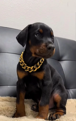 Pui doberman deosebit - imagine 4