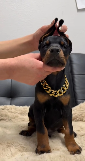 Pui doberman deosebit - imagine 2