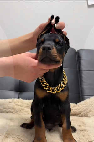 Pui doberman deosebit - imagine 3