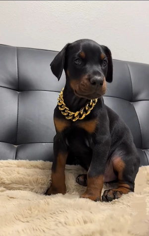 Pui doberman deosebit - imagine 5
