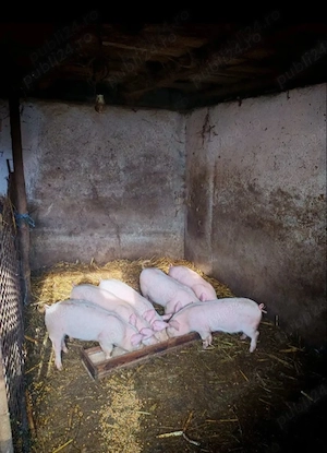 Purcei de vânzare  - imagine 3