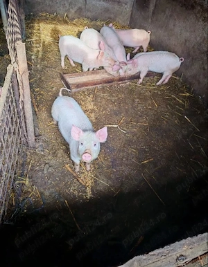 Purcei de vânzare  - imagine 2