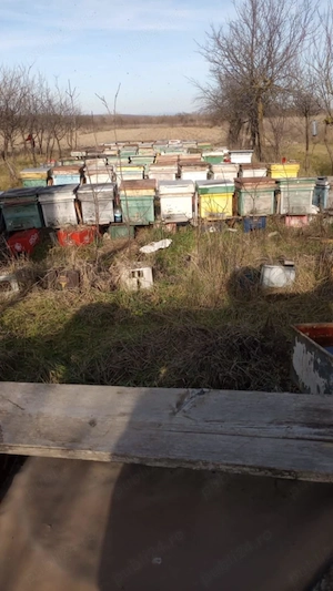 Vand stupi albine rasa Carpatica