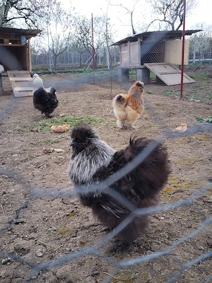 Vând sau schimb cocosi japonezi de mătase cu găini de matase