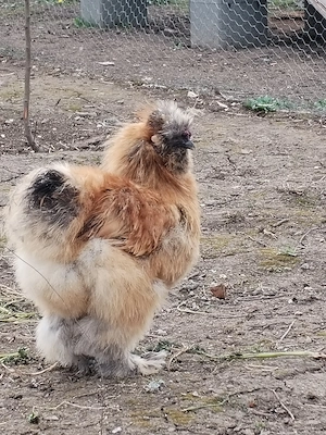 Vând sau schimb cocosi japonezi de mătase cu găini de matase - imagine 3