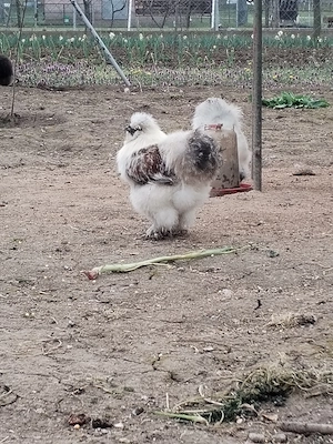 Vând sau schimb cocosi japonezi de mătase cu găini de matase - imagine 2