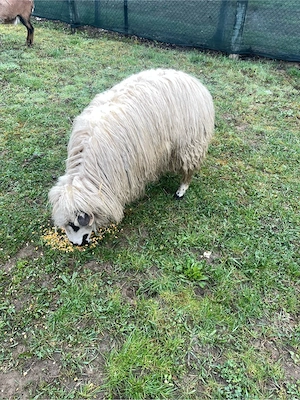 oaie turcana gestanta  - imagine 2