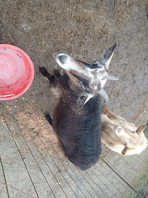 Vad 4 capre și un țap 