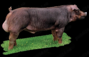 Monte artificiala scroafe si scrofite  - imagine 2