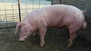 Monte artificiala scroafe si scrofite  - imagine 4