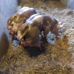 Monte artificiala scroafe si scrofite 