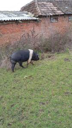 Monte artificiala scroafe si scrofite  - imagine 5