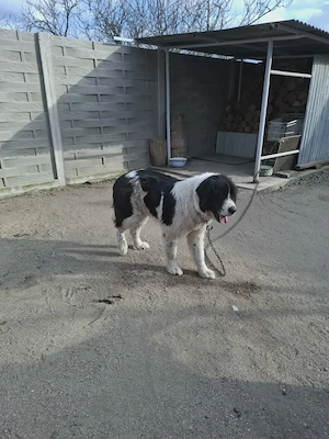 Ciobanesc Bucovinean femela