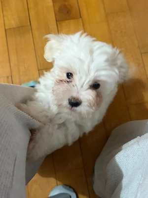 mascul bichon maltez 