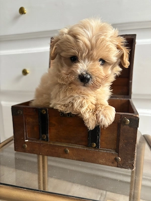 Vând Maltipoo 