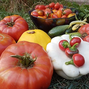 Rasaduri de tomate traditionale si exotice