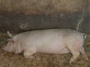 vând unul dintre cei 2 porcii ,rosu 130 kg aprox si cel alb 140 kg aprox