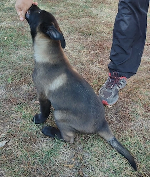 Ciobanesc Belgian Malinois