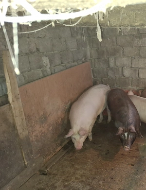 vând unul dintre cei 2 porcii ,rosu 130 kg aprox si cel alb 140 kg aprox - imagine 2