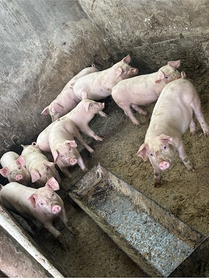 purcei de vanzare  - imagine 2