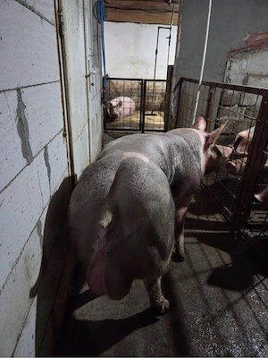 vand purcei pietrani belgieni parinti se vad in poze  - imagine 5