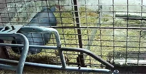 vand purcei pietrani belgieni parinti se vad in poze  - imagine 4