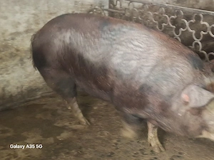 vand purcea metis Duroc 