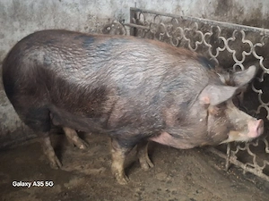 vand purcea metis Duroc  - imagine 2