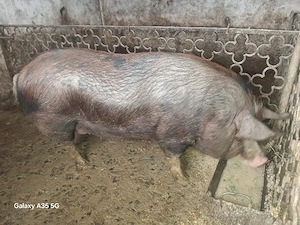 vand purcea metis Duroc  - imagine 3