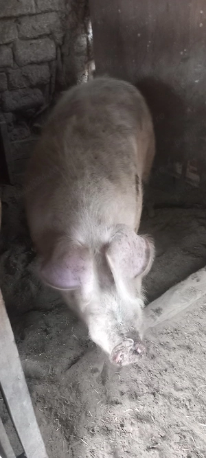 porc de vînzare - imagine 2