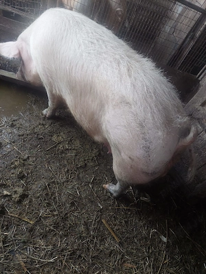 Vand scroafa!! - imagine 3