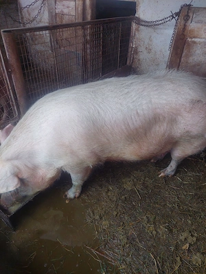 Vand scroafa!! - imagine 4