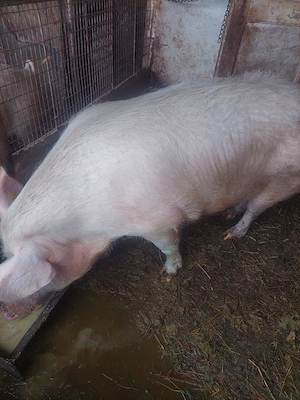 Vand scroafa!! - imagine 2